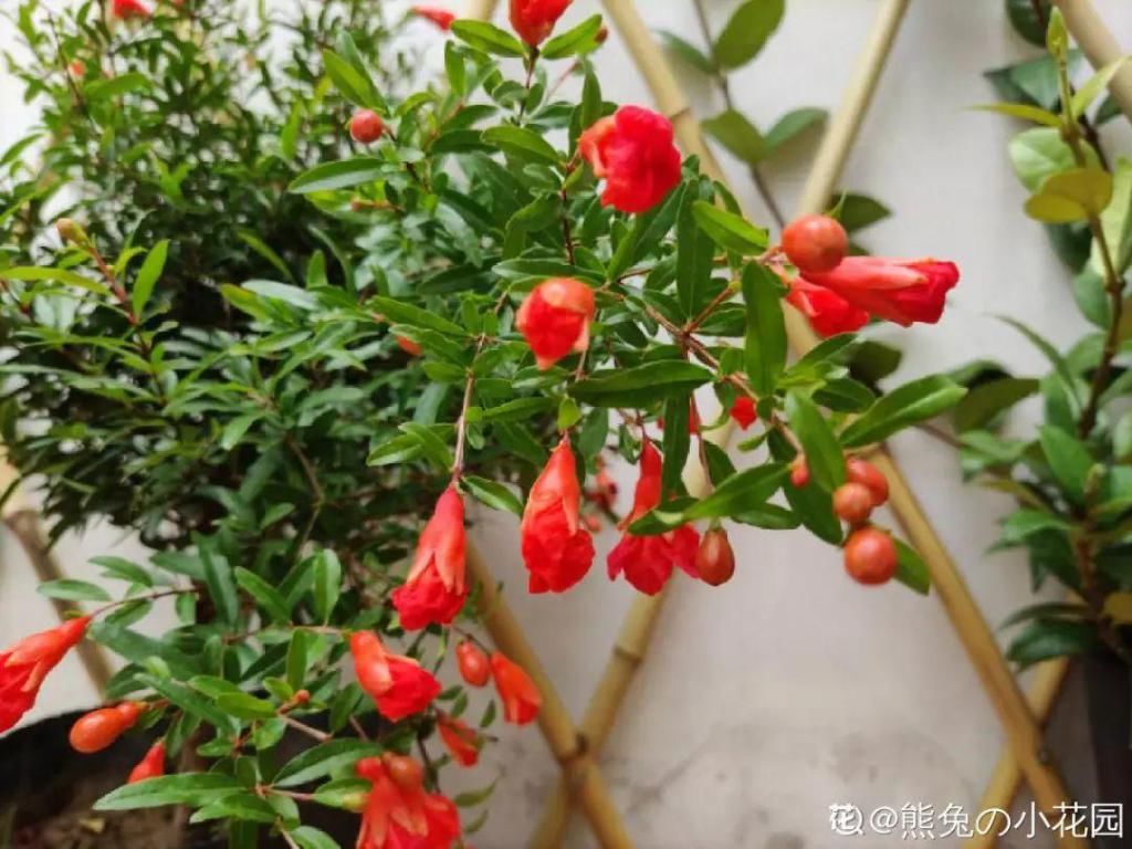 大门口种的花，开花好看，回忆满满