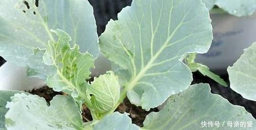 盆栽|“癌细胞”不喜欢的3种蔬菜,阳台盆栽上几盆,绿色健康又好吃!