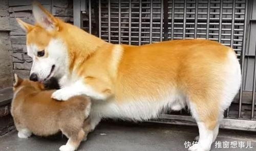 磷酸钙|20条意想不到的冷知识,莎士比亚的女儿竟然是文盲