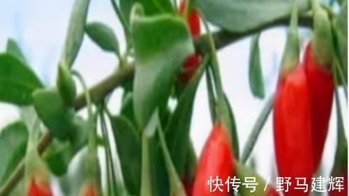 营养|对身体极好的3种食物,营养丰富、延缓衰老,早吃早健康!