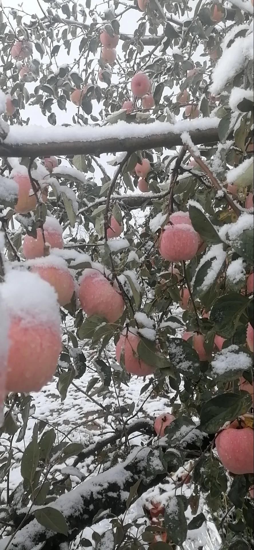 雪景|烟台终于下雪了！（附烟台绝美冰雪图）