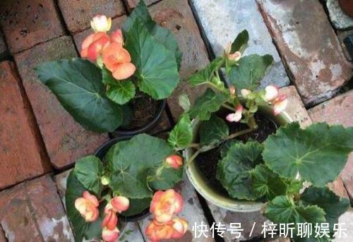 光照|养丽格海棠，这4个“养护细节”别忽略，花苞多，一年四季开花！