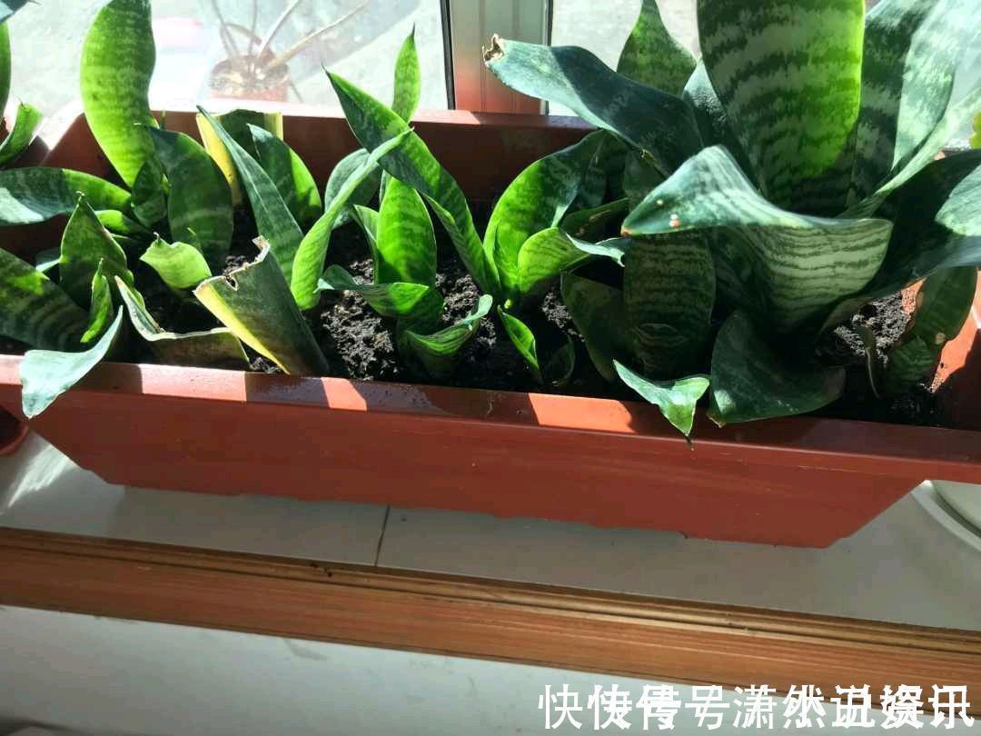 虎皮兰|春天，这八种花剪个枝插土里就活，养养就开花，错过就要等明年了