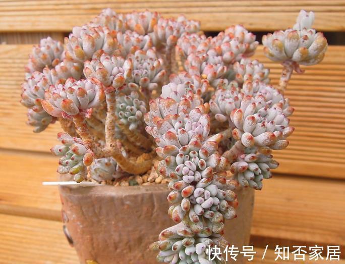 叶片|推荐款容易爆头的多肉，皮实好养长得快，一次养10盆不嫌多