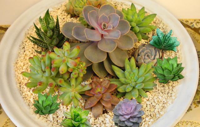 偏爱养多肉,日常打理就别做错这几点!