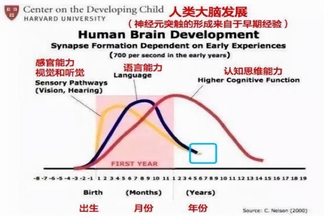 家长|娃的大脑有“发育瓶颈期”，家长不想做无用功，需找到“有效期”