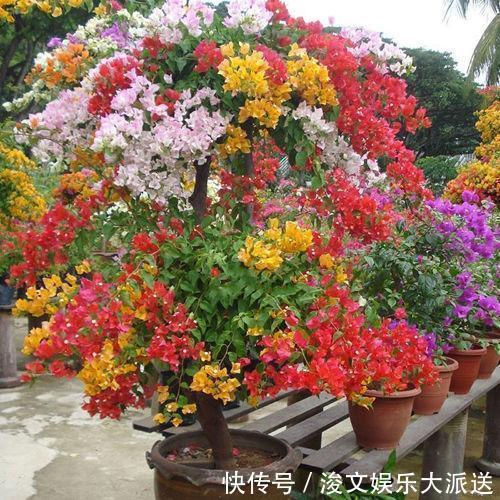 开花|这“5种肥”，家里都有，撒一把在盆里，花长得旺、开花特别多