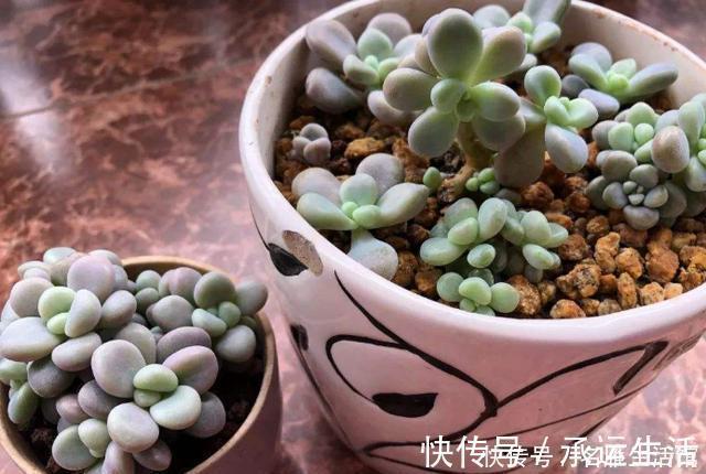 多肉花|多肉养1盆死1盆?记住这4条规则就能一个劲地长,又肥又漂亮