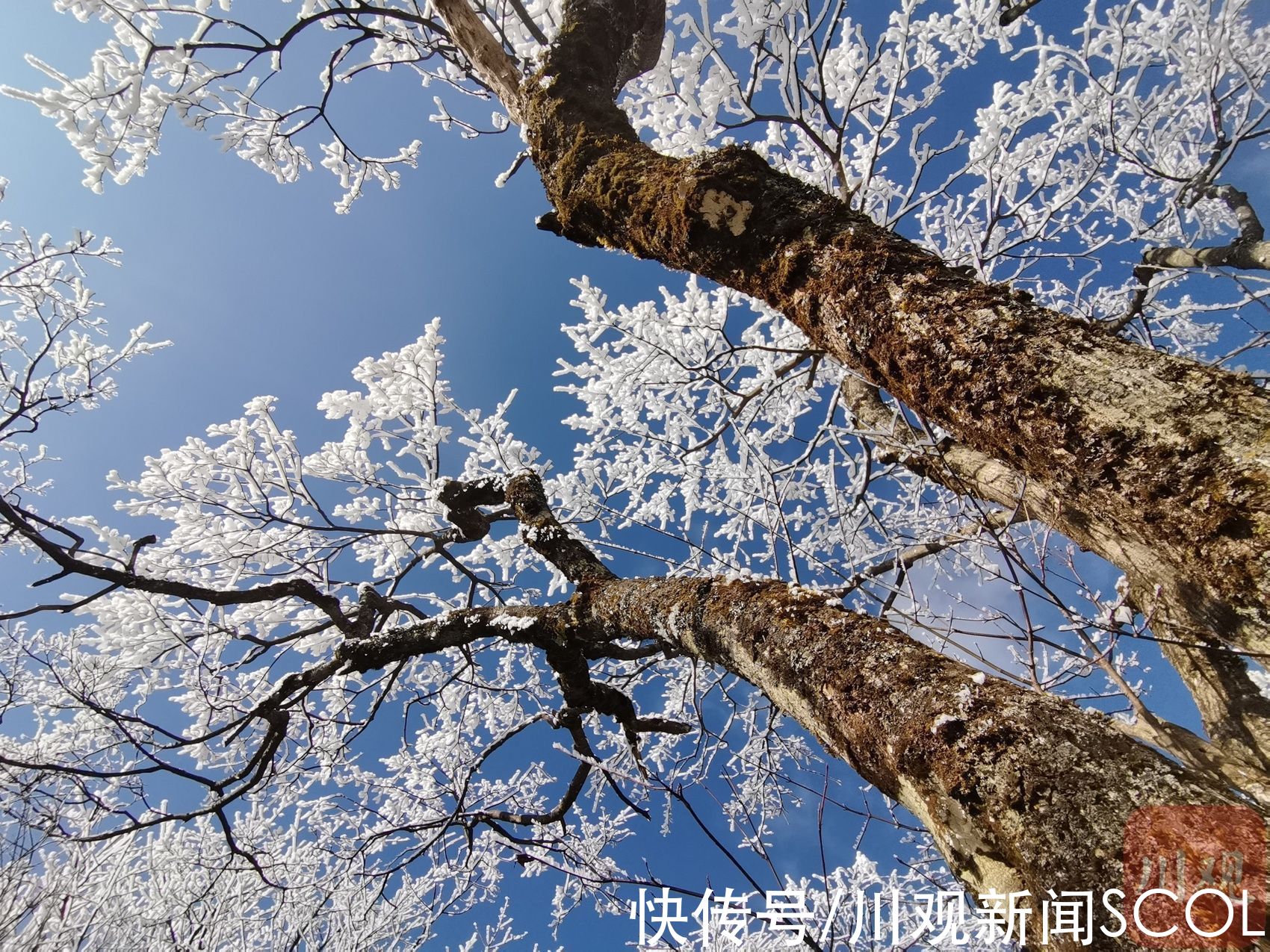 白雪|白雪+雾凇 绵阳千佛山变身“童话世界”