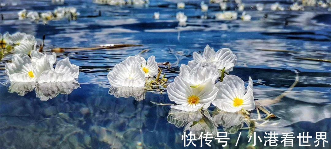 荷叶|世界上最纯洁的花，花瓣透明如水晶，每当下雨就会“变脸”
