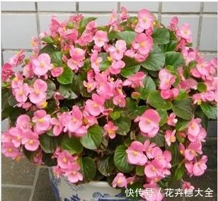 6种喜阴花,家里采光不好,照样生长茁壮,枝叶茂盛,长满盆!
