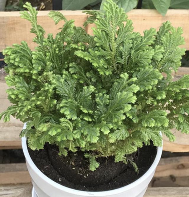 石缝里看到“它”,别去踩,挖2棵种花盆上,1年成“盆景”,美!