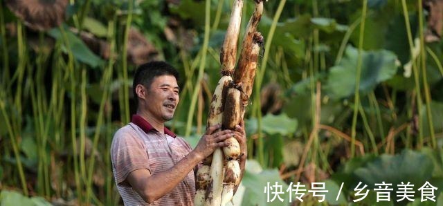 秋天|立秋了,这六种“根菜”要多吃,营养丰富贴秋膘,提高自身免疫力!