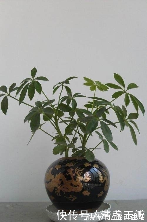 盆栽|老公在家用废酒瓶养盆栽,做出来竟这么美,邻居都想高价购买!