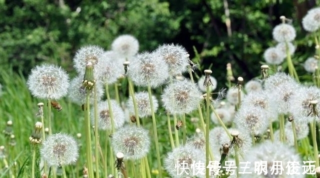 玩具|农村一种草曾是80后的玩具,能做菜也能入药,在城里30元一斤