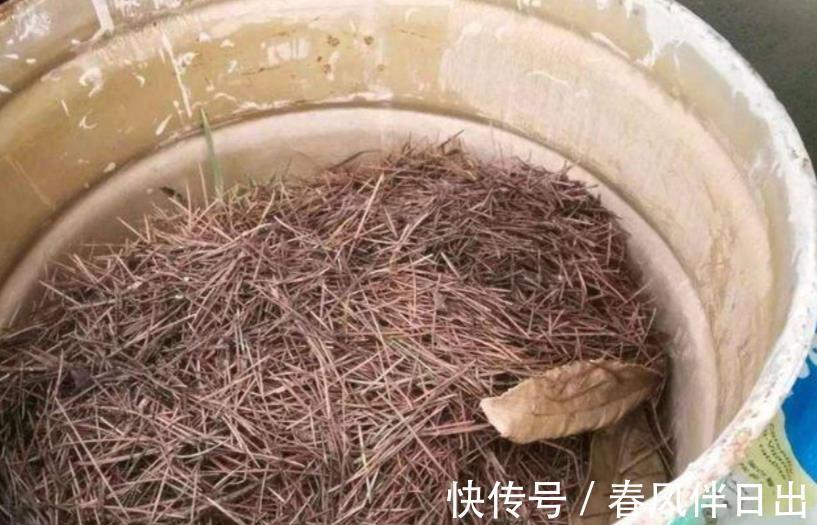 养花|奉劝新人朋友：密封发酵植料，加些它们，养花效果更好！