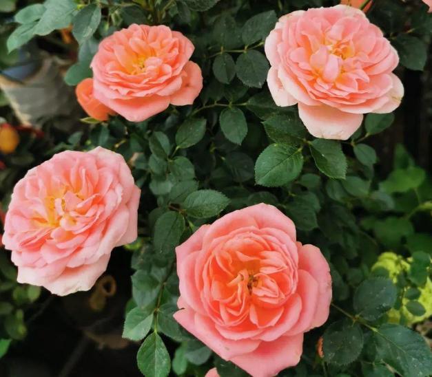 这3款家中常备药，过期了甭扔！简单处理就变成养花材料