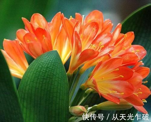 烂根|用啤酒浇花谨记3点,并非什么花都适合,浇错花朵容易招虫还烂根