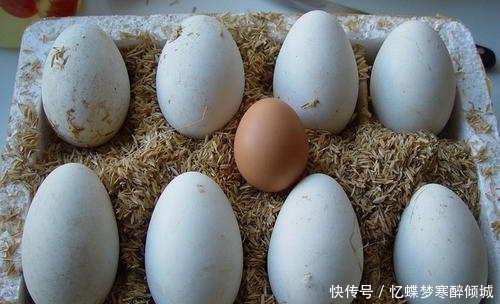 肉鹅养殖:产业发展的新动向
