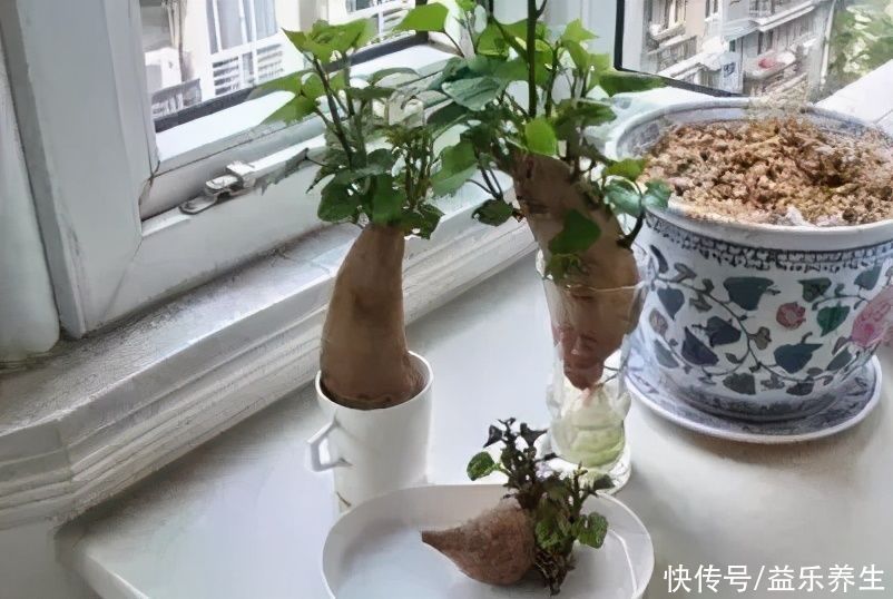 山楂十九片,血管好一年!软化血管降血压,老中医一喝一壶