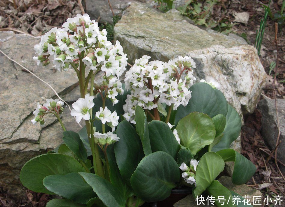 此“白菜”不仅可食用，开花非常美，低温冻不死，春季开花开成串