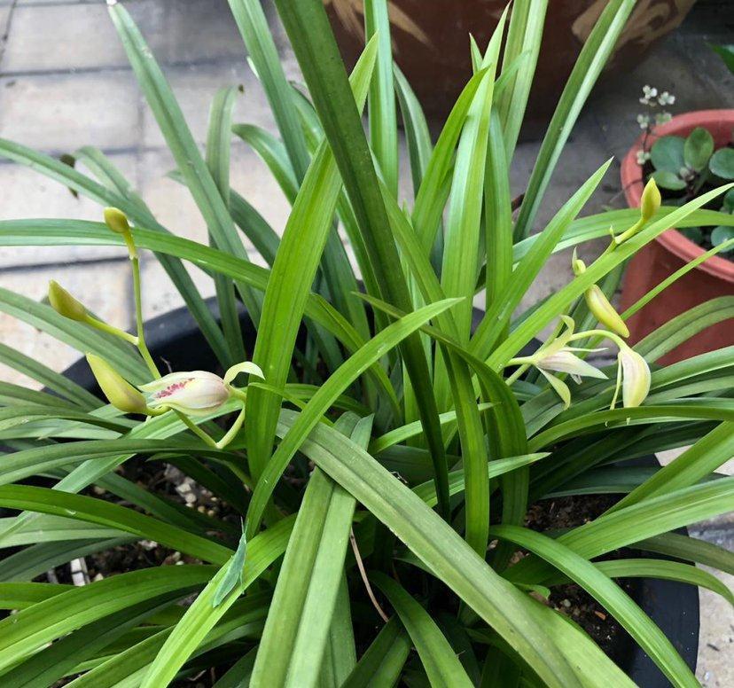 兰花本是小仙女，却把其养成草，叶片干枯又发黄，你知罪嘛