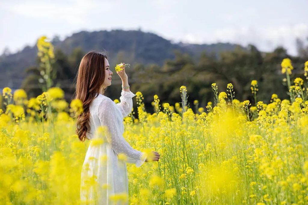 新兴这片盛开的油菜花海超美，快去打卡影靓相！