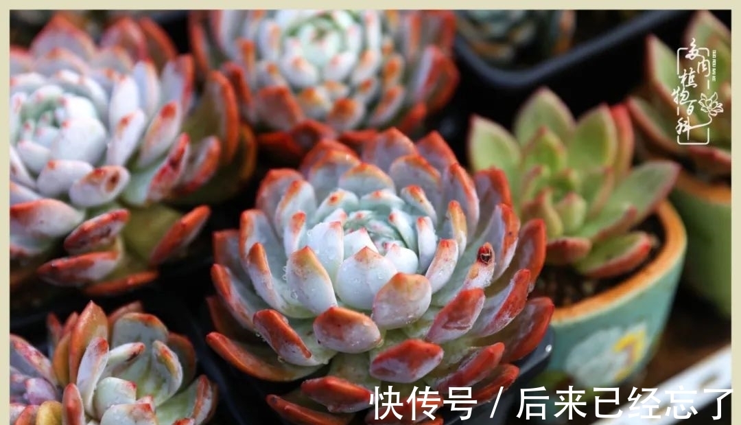 冬天来了,你的多肉让你着迷了吗?