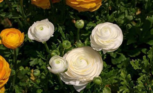 一种漂亮花,不是牡丹甚是牡丹,花色艳丽,仙气飘飘!