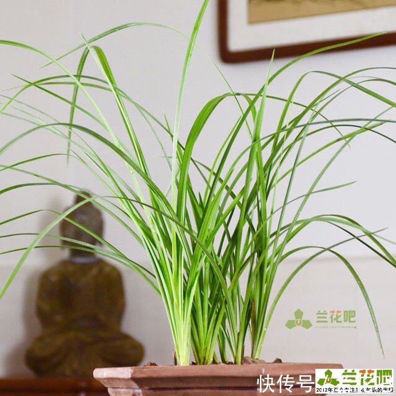 把兰花养好,能提升兴趣和动力,变成以兰养人