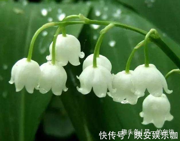 此花花姿绰约，宛如一串串洁白的小铃铛，散发着阵阵清雅的芳香
