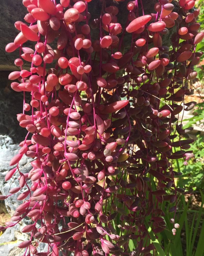 分享2个冬天扦插的小方法,10种花现在扦插正当时,生根快又壮