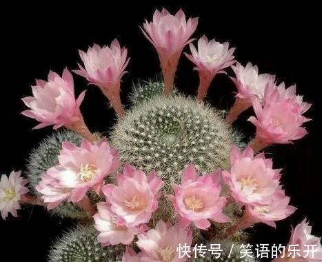 浇水|全民公认,天热值得入手的8种花,粗放管理开花贼漂亮