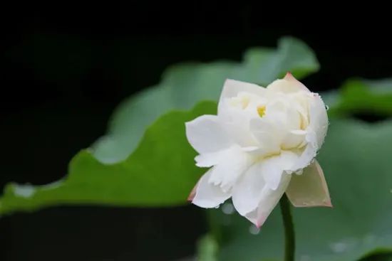 荷区|今年西湖荷花长势喜人，盛花期要来啦！最佳打卡地在→