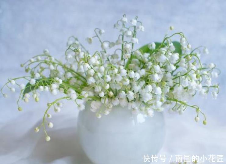 兰花|一种不一样的“兰花”,寒冷的东北也能养,花开就像“小铃铛”!