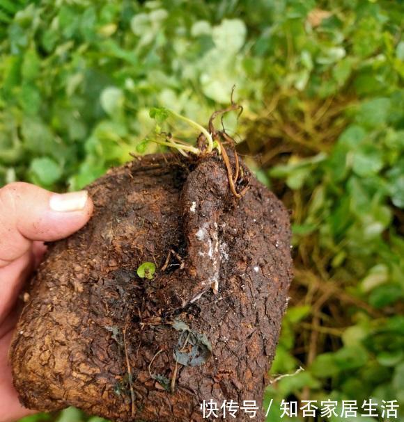 繁殖|南方的山乌龟遍地是,北方的山乌龟150一斤,当成多肉养很不错