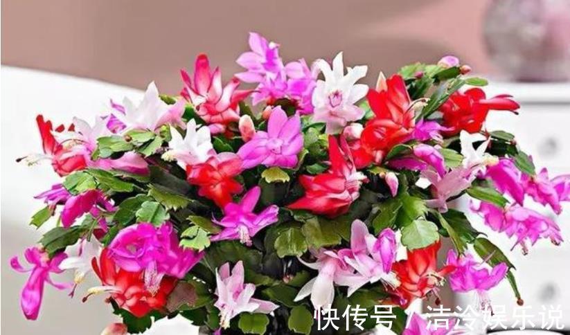 3种花爱喝水，2天一杯水，新芽呼呼冒，长得快，越浇长越旺！