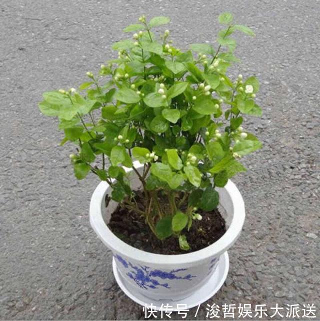茉莉花盆|养茉莉花,盆里放几粒“小东西”,花儿怒放、芳香,一年开花不断