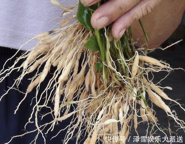 农村田野里，有1种“麦冬草”值钱，如今在公园也有，看到请保护