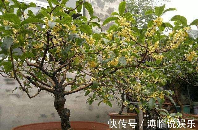 茂密|这几种花入秋就别动了,剪错地方花芽全掉了,明年开花都成问题