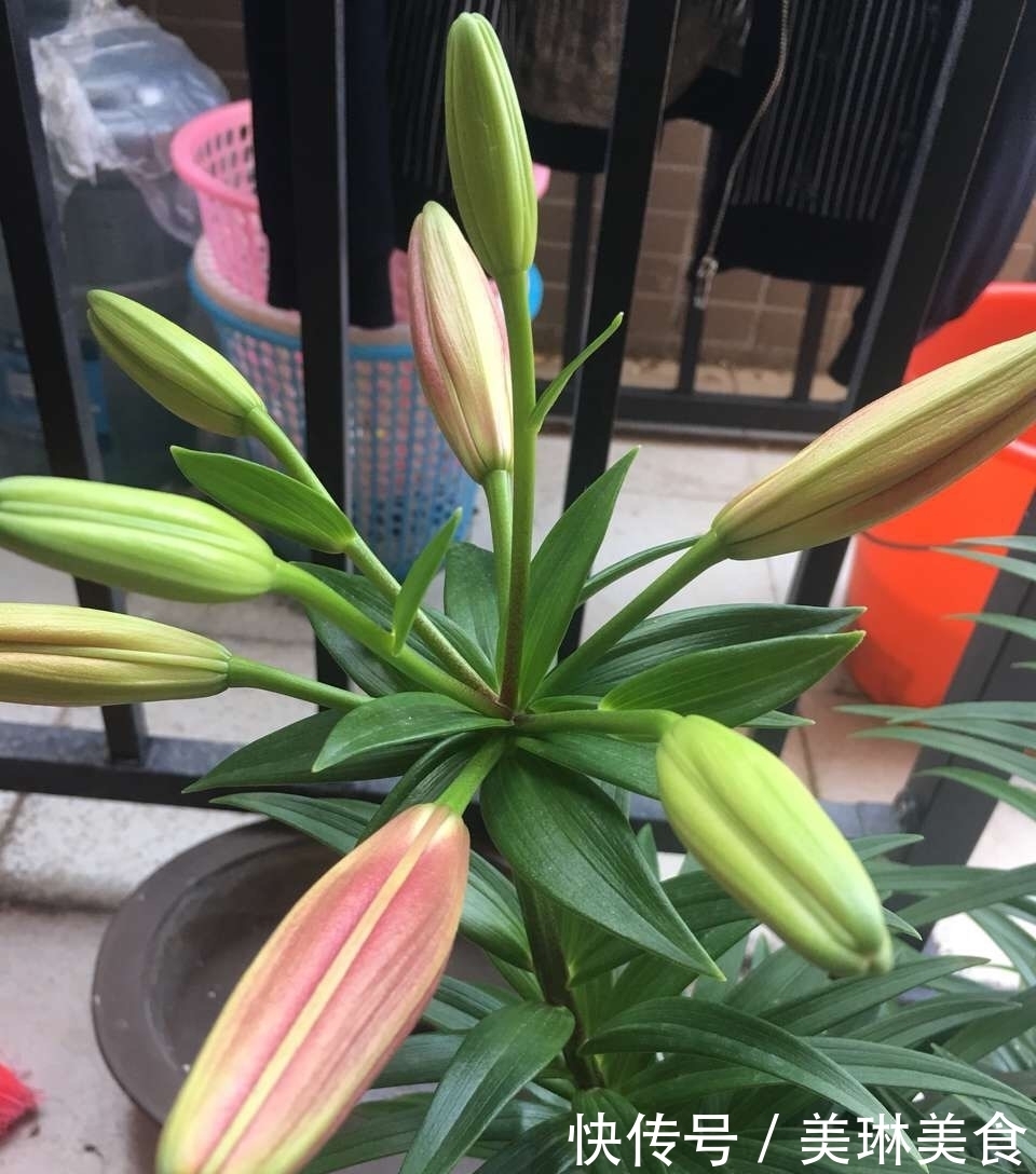 百合莲子粥|家里养此5种花,好看好闻,关键花朵还能吃,真是美味!