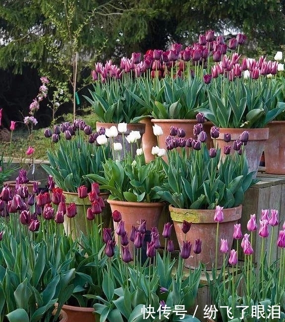  就可以|这种花像“酒杯”，不怕冷好养活，曾经的“天价花”，现在处处开