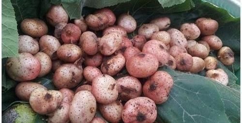 风湿|农村一果子是“风湿”的克星,阳台盆栽一盆,好吃营养还省钱!