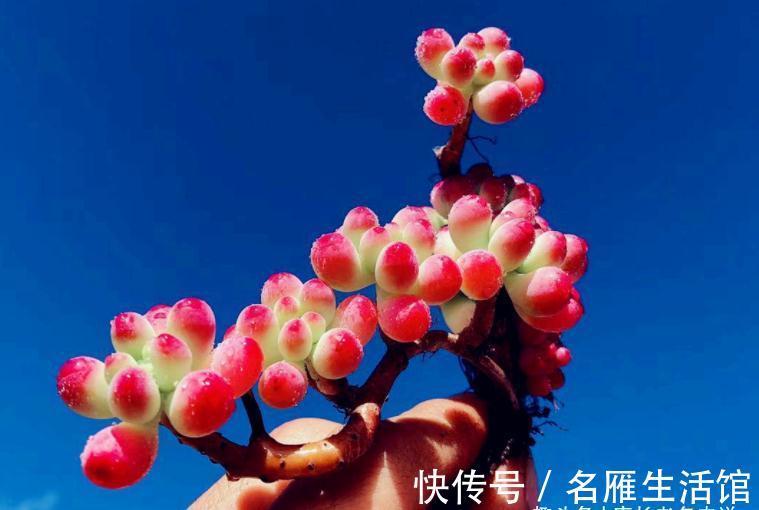 以至深秋，养一棵乙女心多肉老桩，冬天叶片就像QQ糖一样红润通透