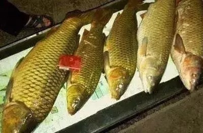 爆炸钩钓鲤鱼，一天十条大家伙绰绰有余，钓鱼钓到手发软