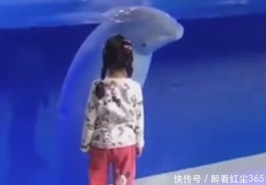 小姑娘|萌娃在水族馆跟着白鲸转圈火了,网友白鲸很惊讶,没想到你也会