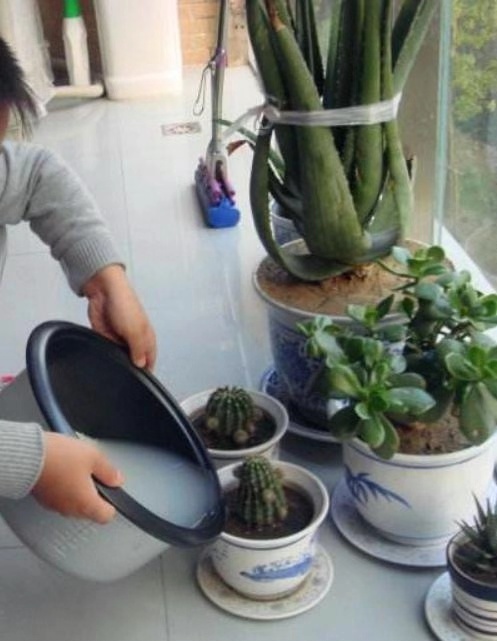 浇花|淘米水浇花“招虫子”多做1步,肥效提10倍,养啥旺啥