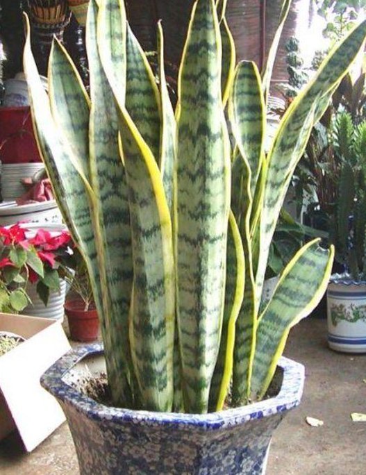  时间|这3种“植物”，一个月不浇水，反而蹭蹭长，最适合懒人养花