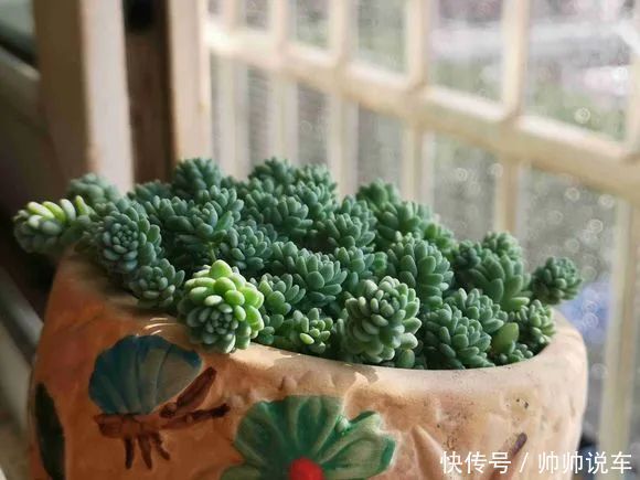 外出1个月没人管,回家发现多肉反而爆了盆,太强悍!