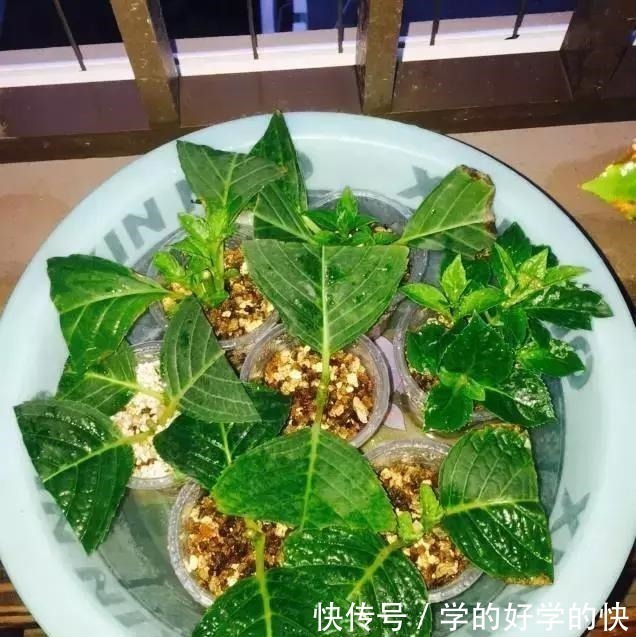 生根|悄悄告诉你，此5种花，掐个叶就生根，懒人都能养开花！
